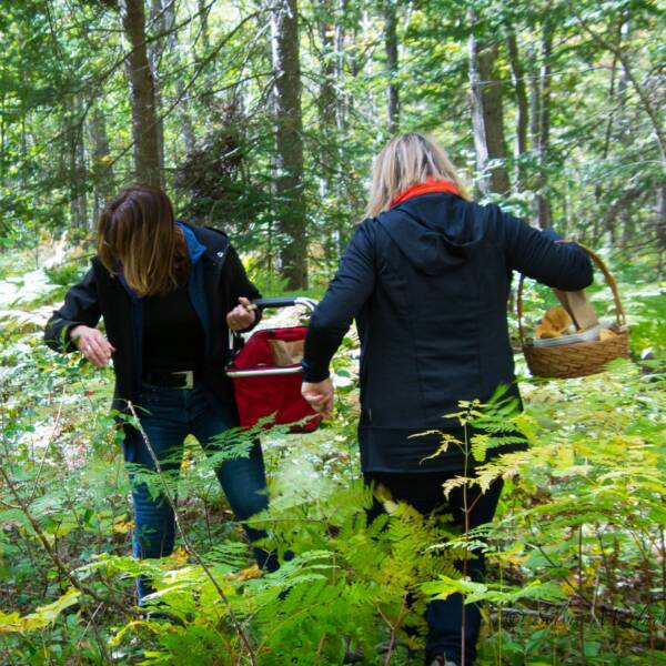 Découverte des truffes sauvages du Québec